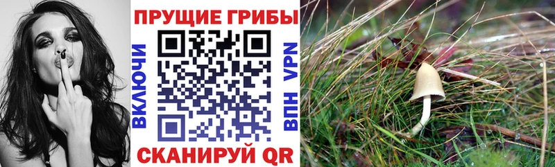 Галлюциногенные грибы GOLDEN TEACHER Волжск